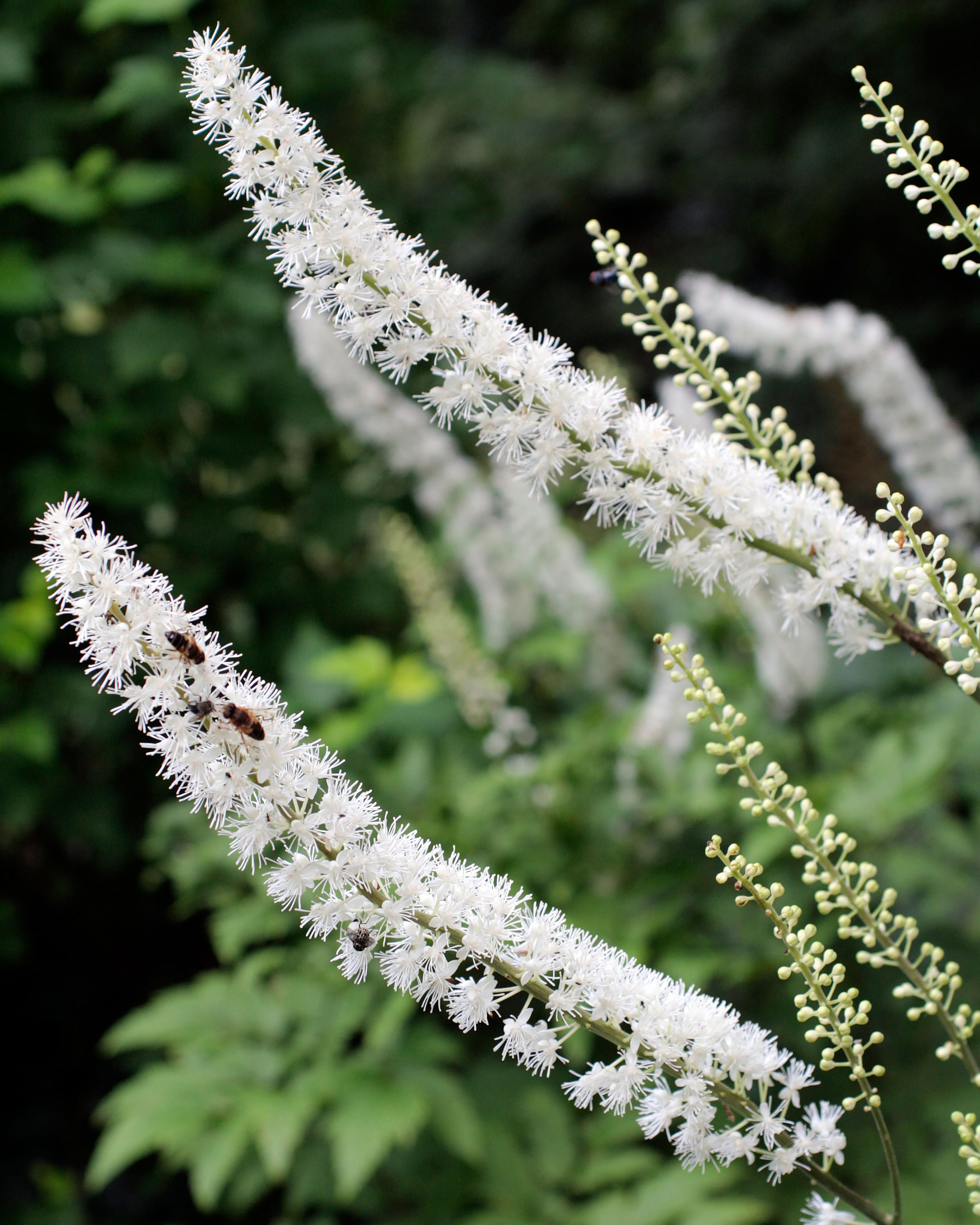 actaea