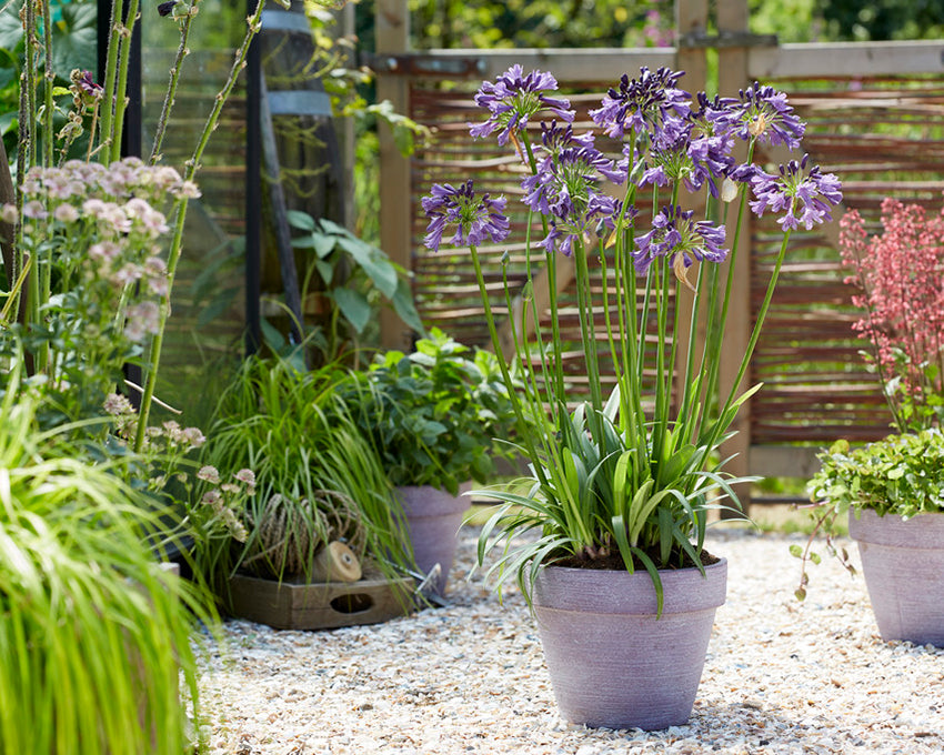 Agapanthus 'Poppin' Purple' bare roots — Buy purple