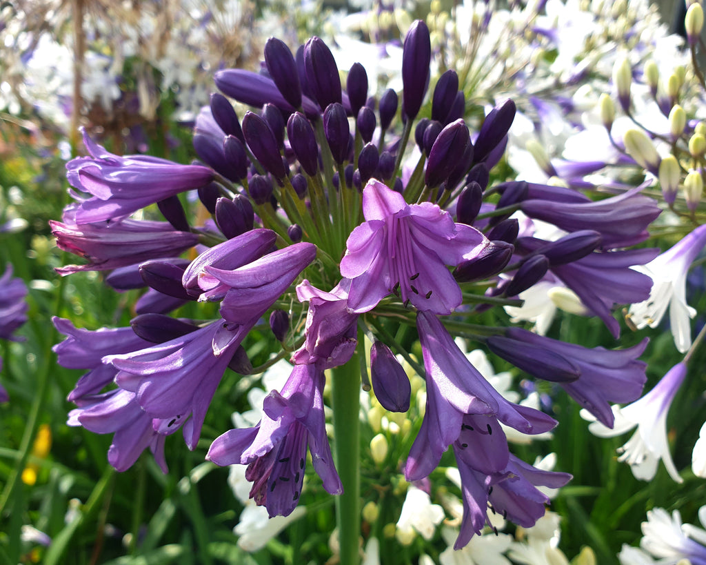 Agapanthus 'Poppin' Purple' bare roots — Buy purple