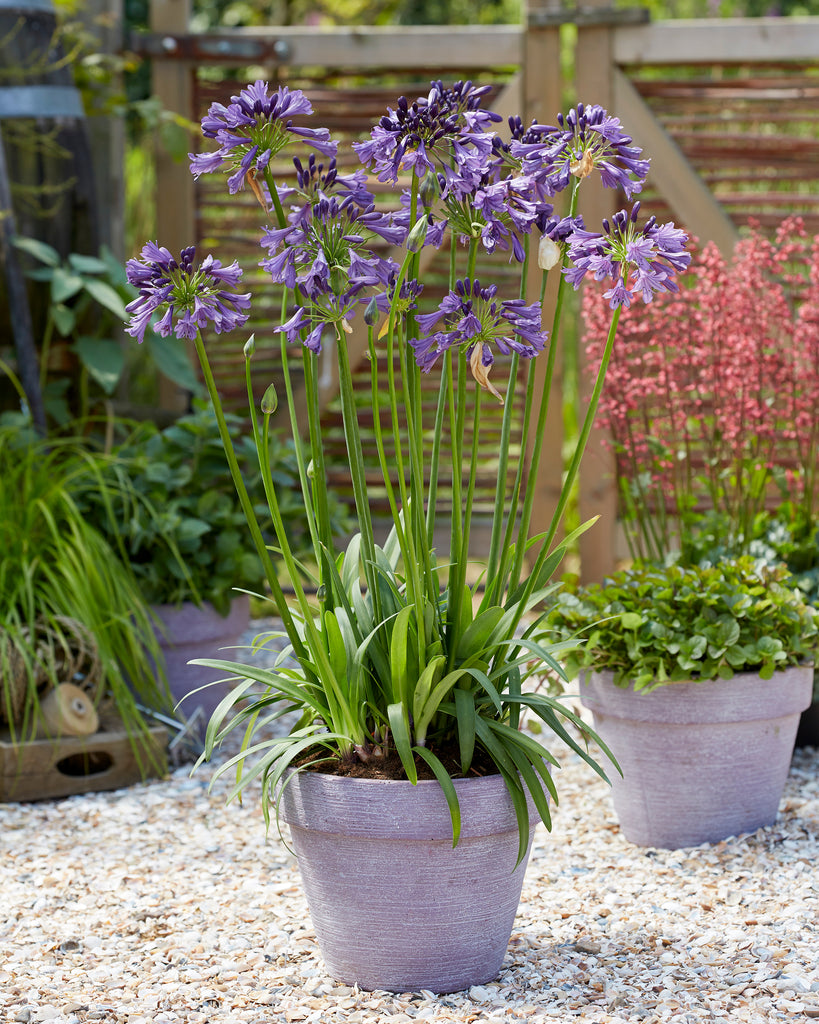 Agapanthus 'Poppin' Purple' bare roots — Buy purple