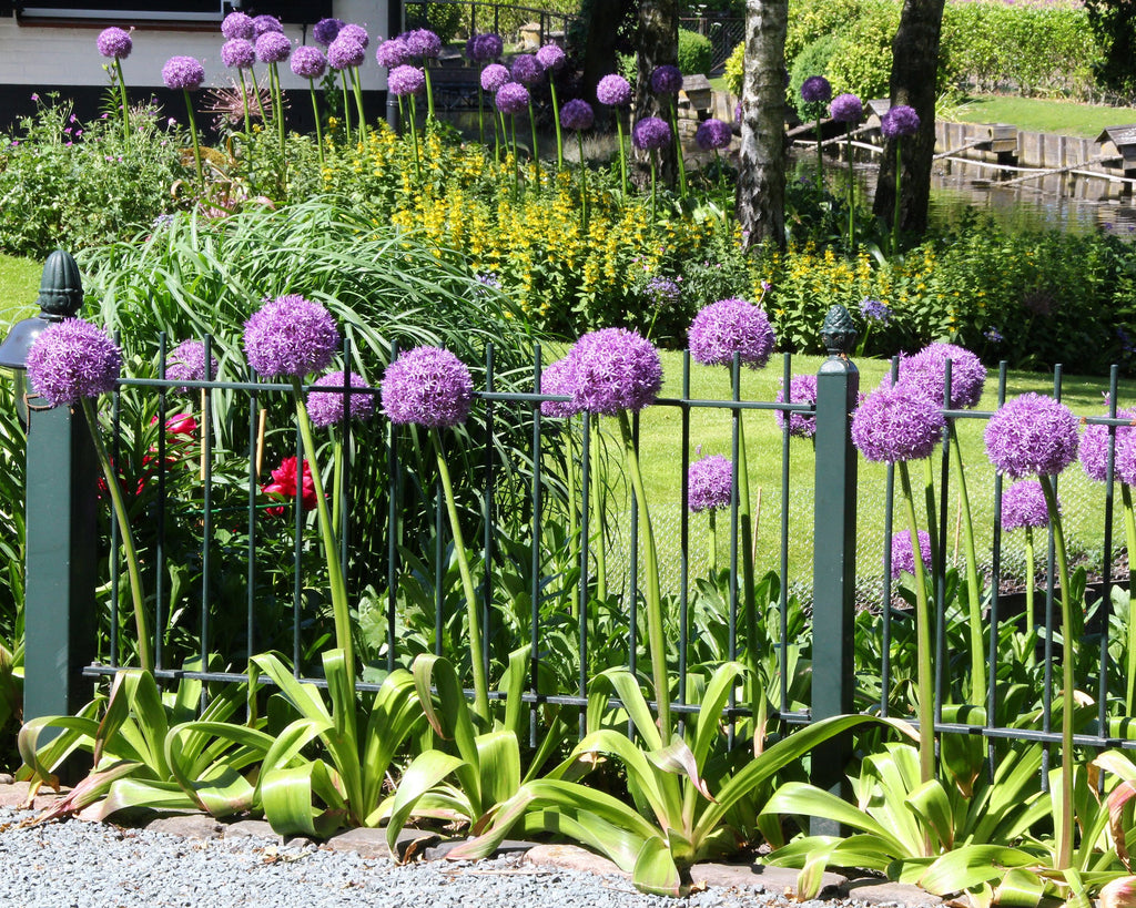 Giant alliums