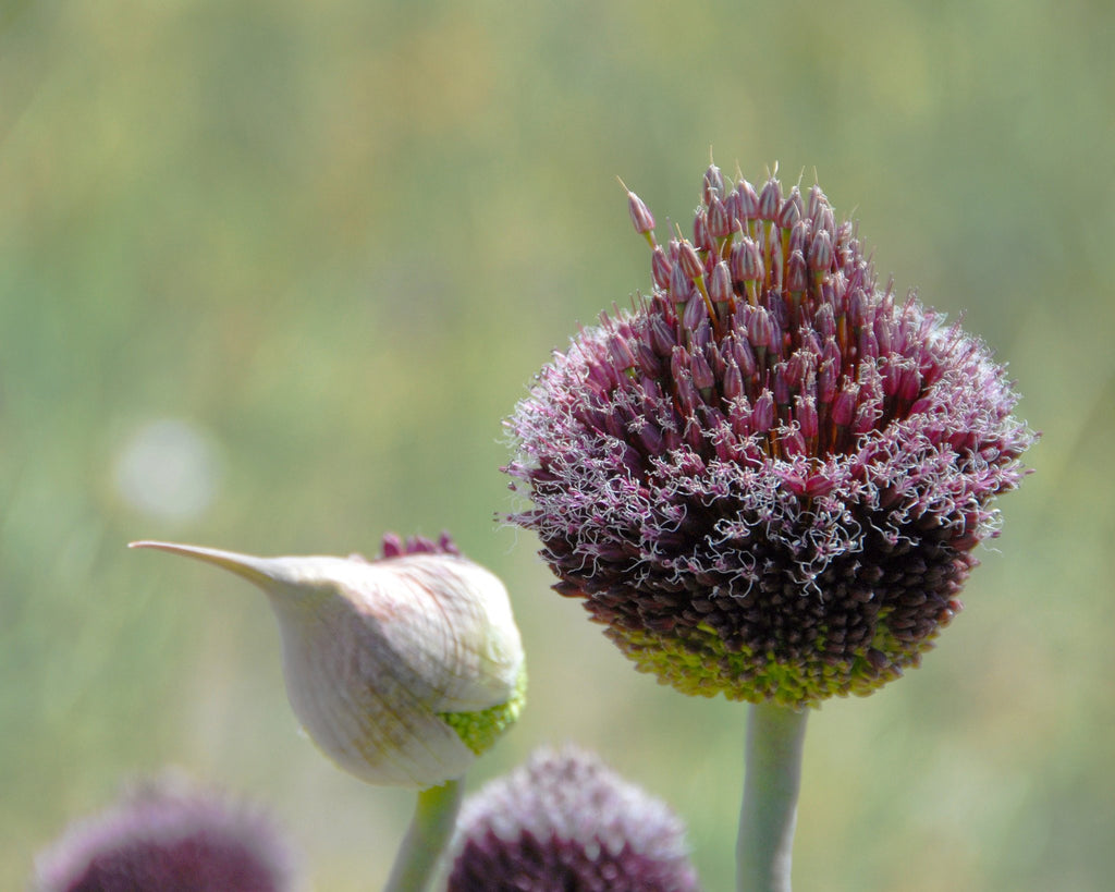 Allium Forelock