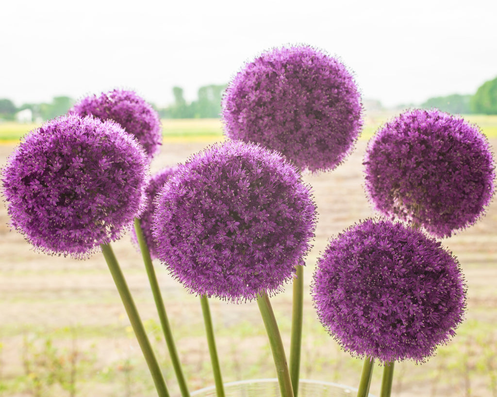 Giant alliums