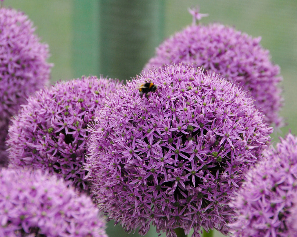 Giant alliums