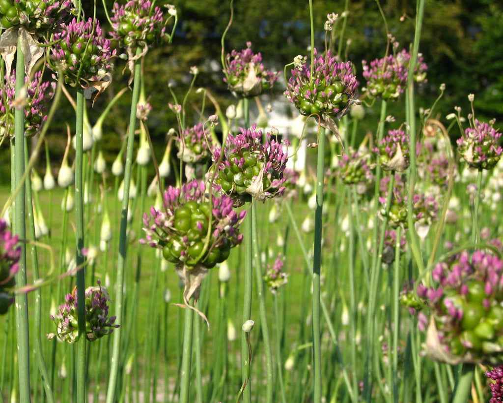 Allium Green Drops