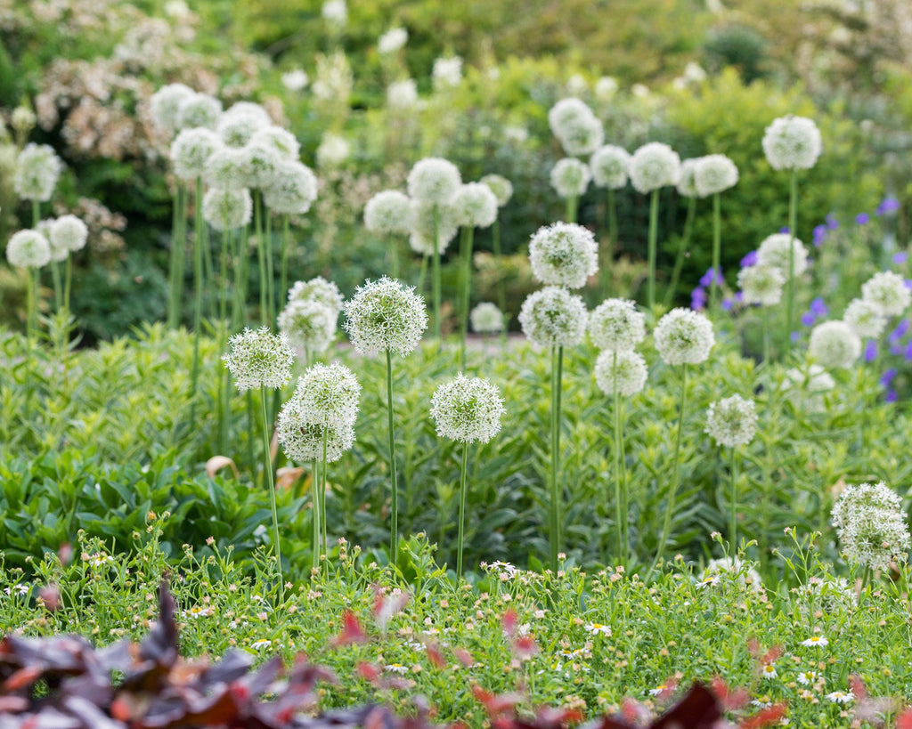 Allium white