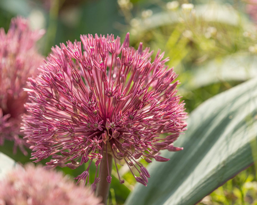 Allium nevskianum