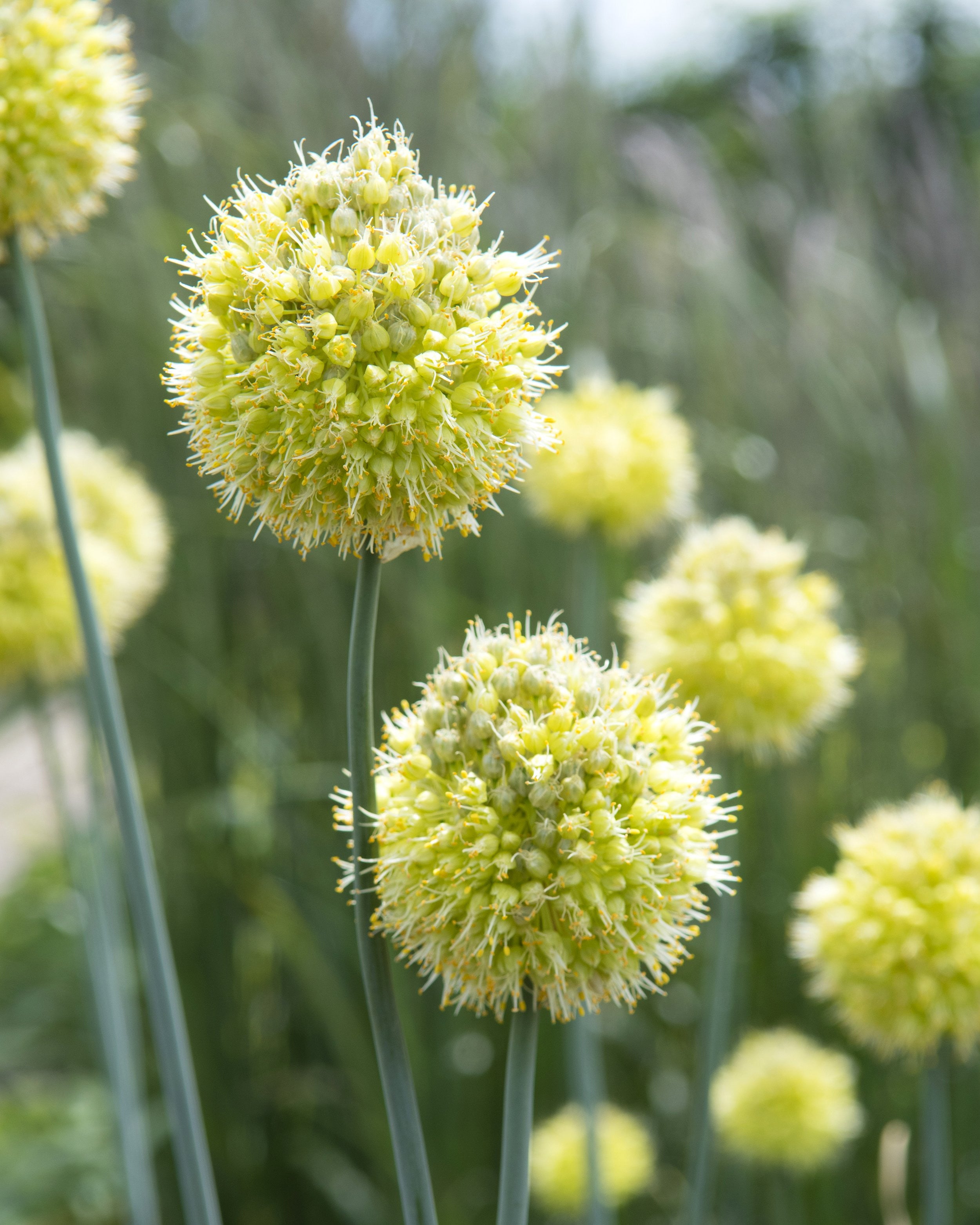 Allium Flower : Https Encrypted Tbn0 Gstatic Com Images Q Tbn And9gcsc Pimksn3uy58239kq1ysaxljhnf6pbnbaidcslu Usqp Cau / Easy to grow, it is perfect in flower beds or in pots and garden boxes to decorate your terrace or.