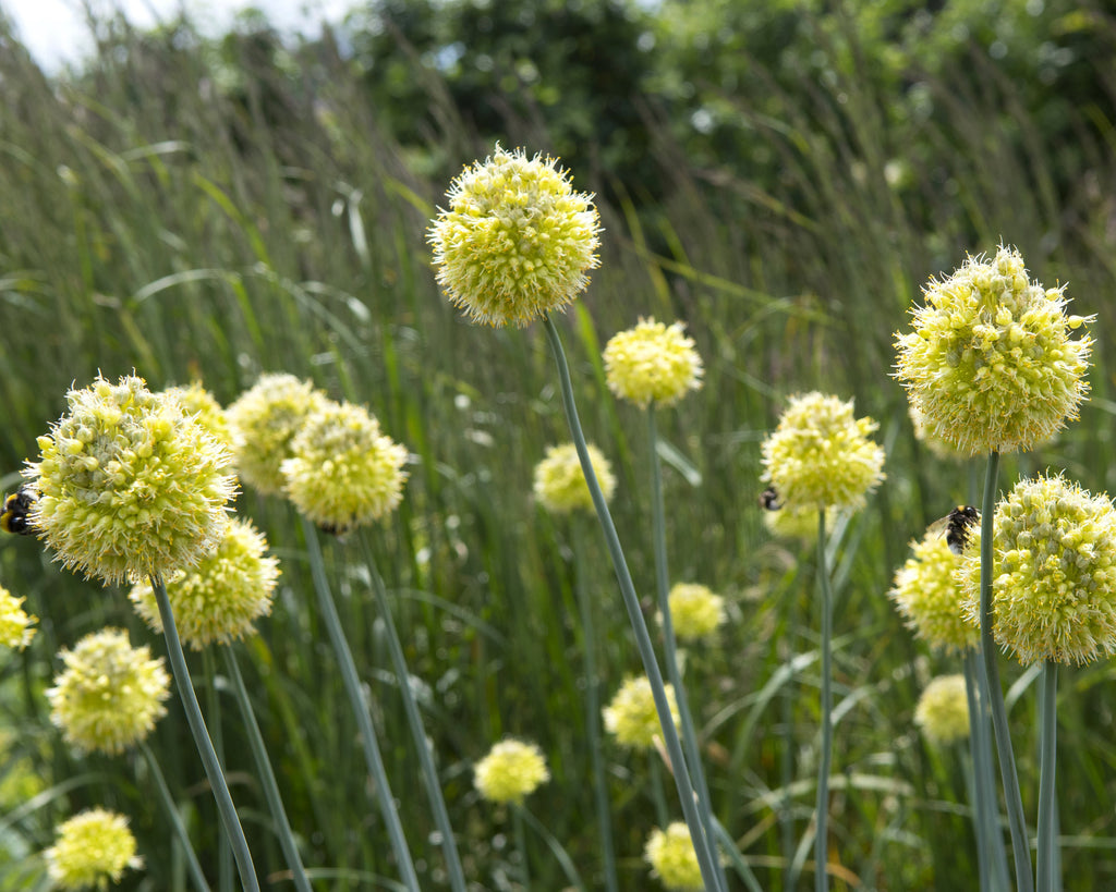 Allium obliquum bulbs — Buy online at Farmer Gracy UK