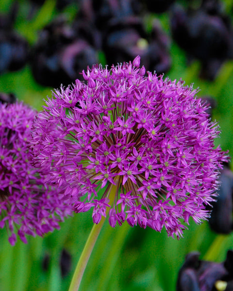 Allium 'Silver Spring' bulbs — Buy online at Farmer Gracy UK