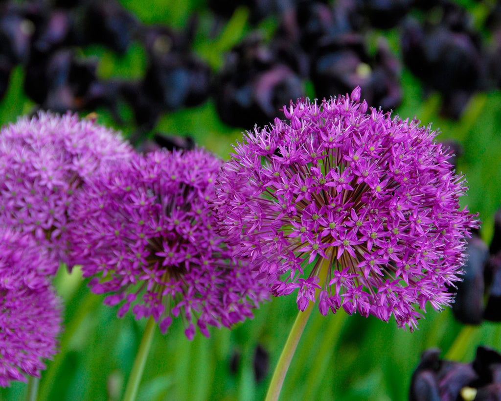 Allium Purple Sensation