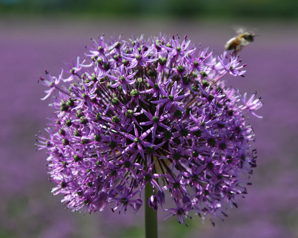 Аллиум purple sensation фото и описание