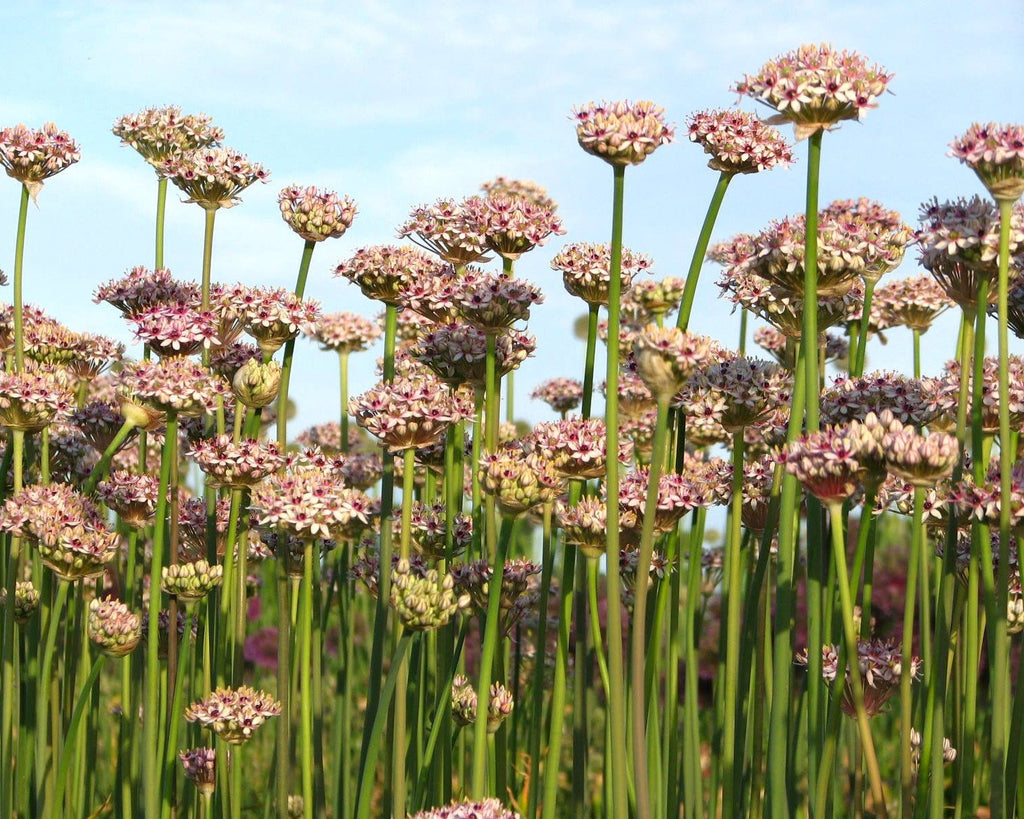 Allium Silver Spring growing