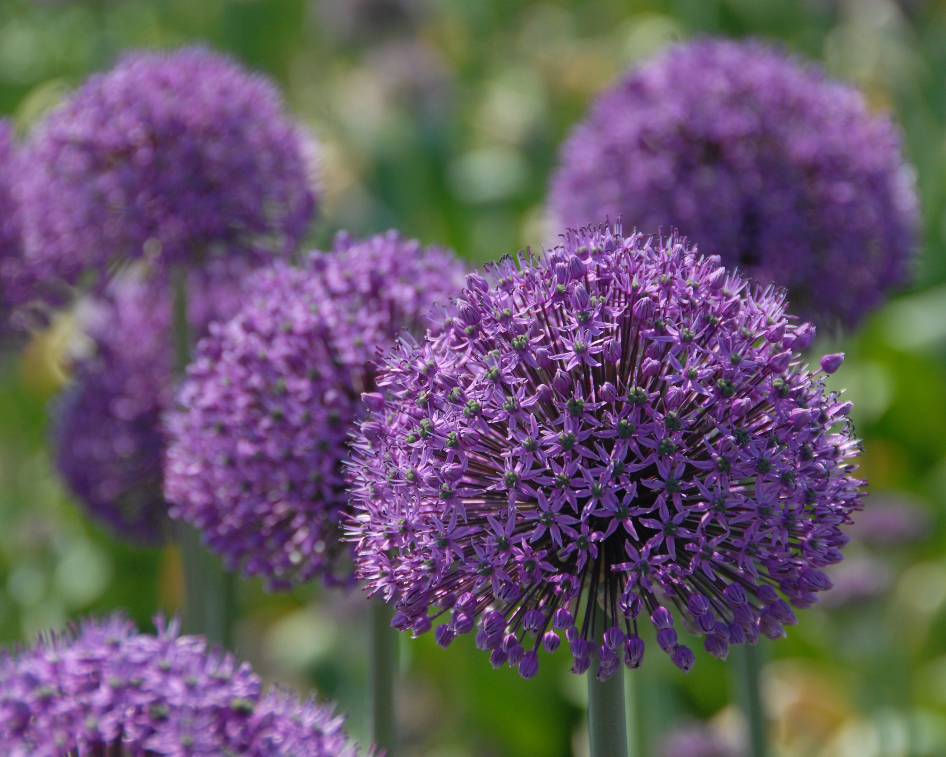 Allium 'Statos' bulbs — Buy online at Farmer Gracy UK