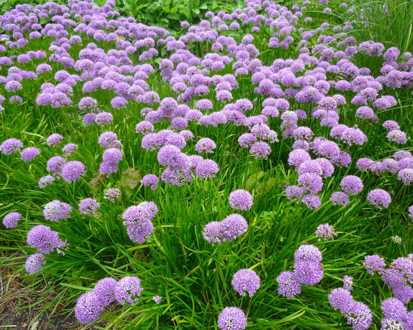 Allium Summer Beauty Bulbs Buy Online At Farmer Gracy Uk