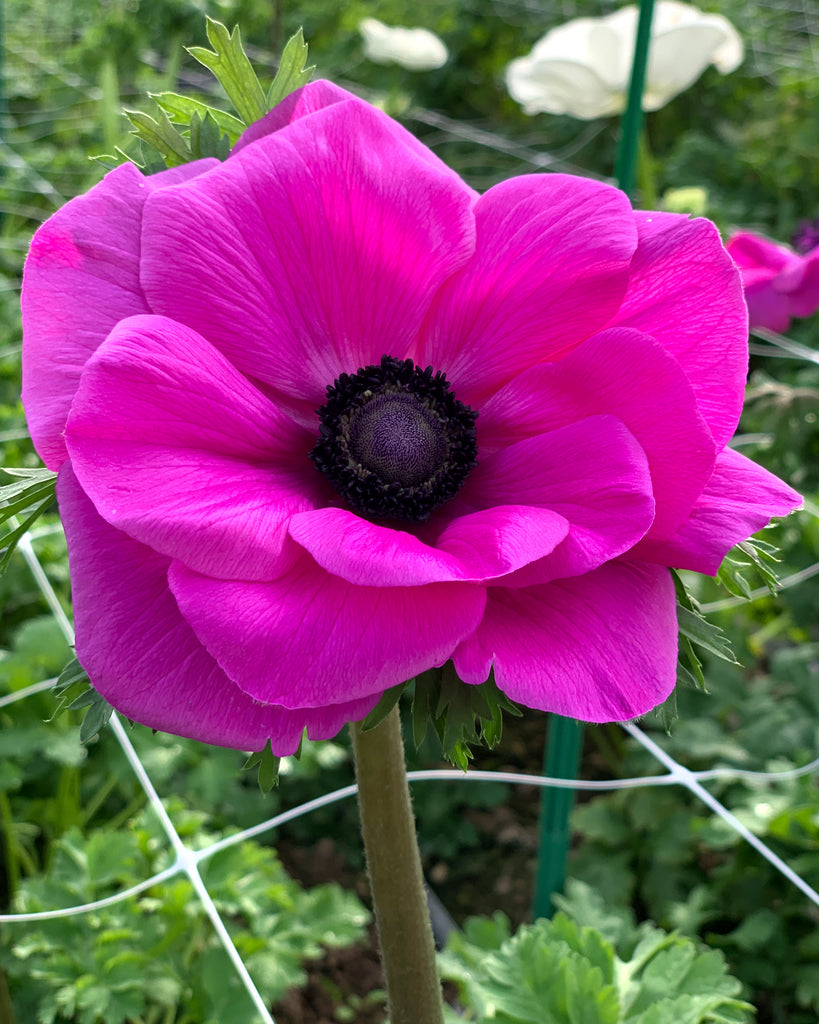 Italian Anemone 'Mistral® Fucsia' — Buy online at Farmer Gracy UK