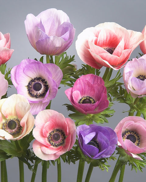Anemone 'Galilee Pastel Mix' bulbs — Buy online at Farmer Gracy UK