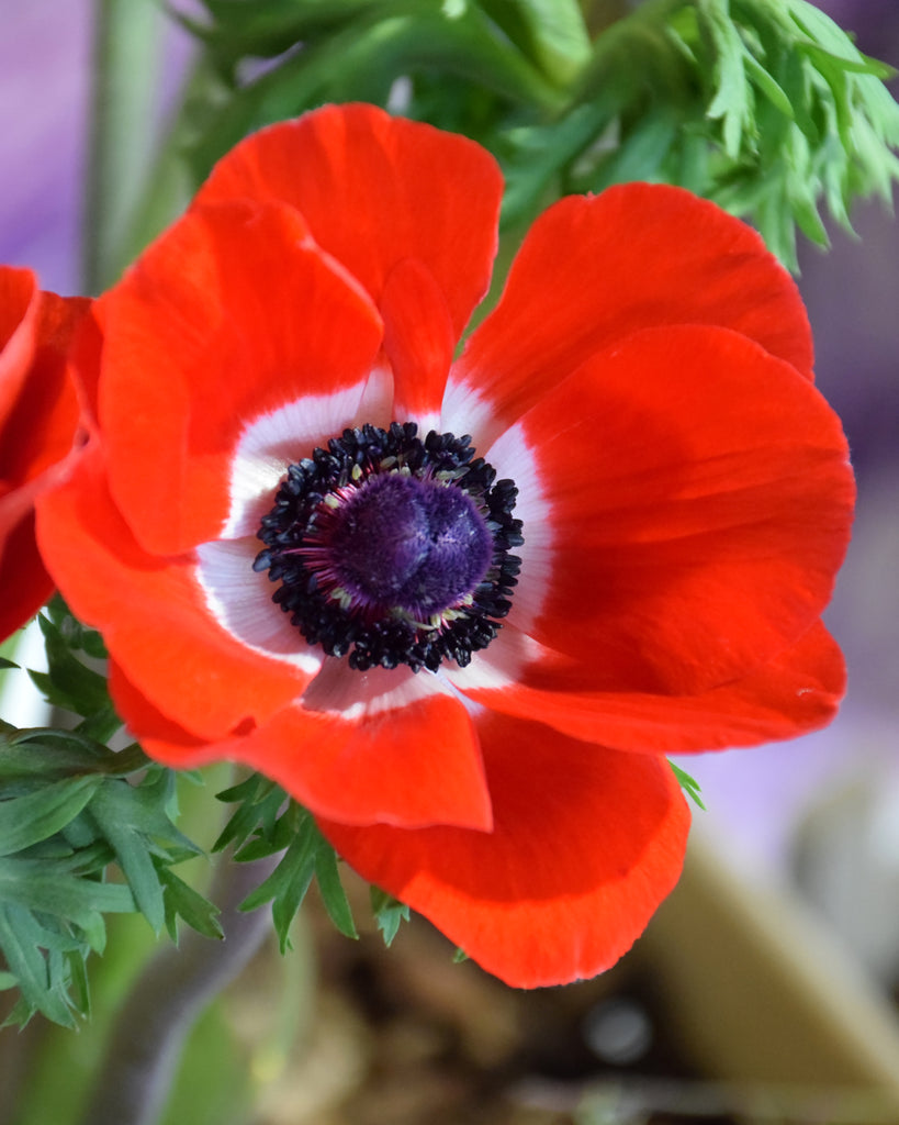 Anemone coronaria 'Hollandia' (Red) bulbs — Buy online at