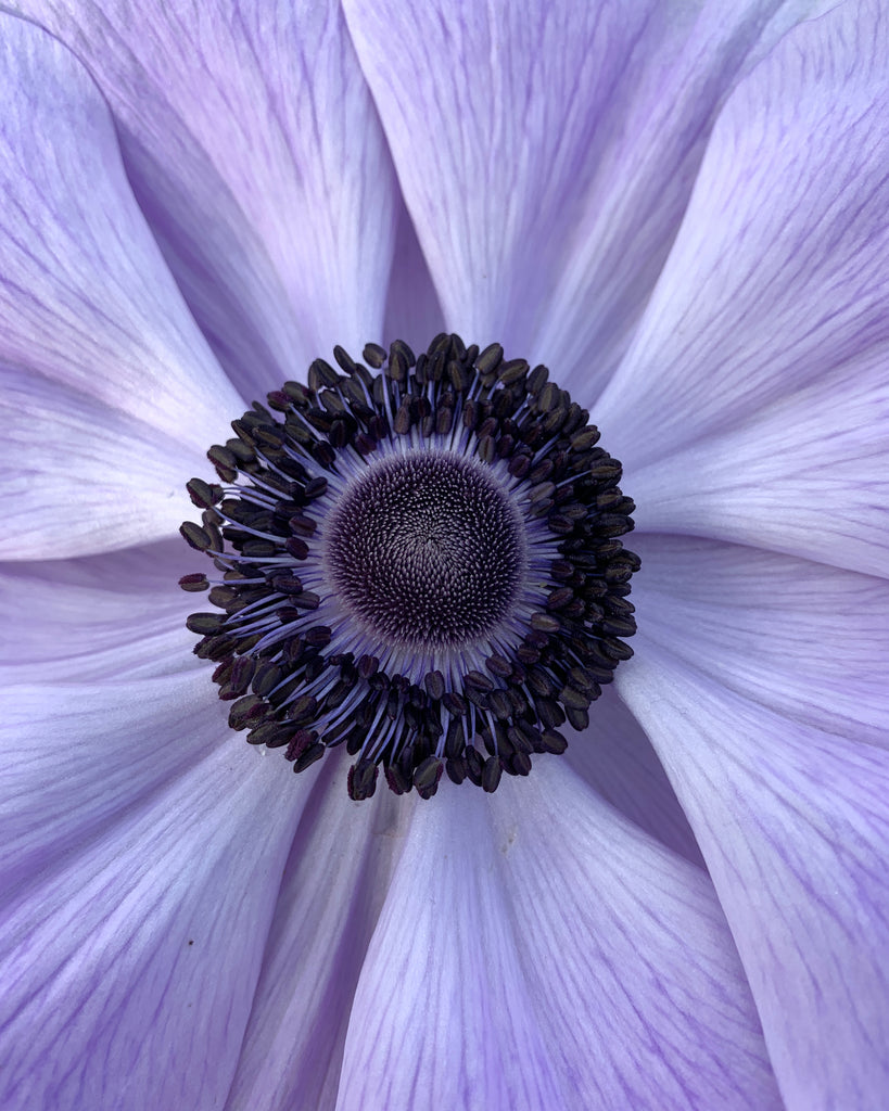 Italian Anemone 'Mistral® Azzurro' — Buy online at Farmer Gracy UK