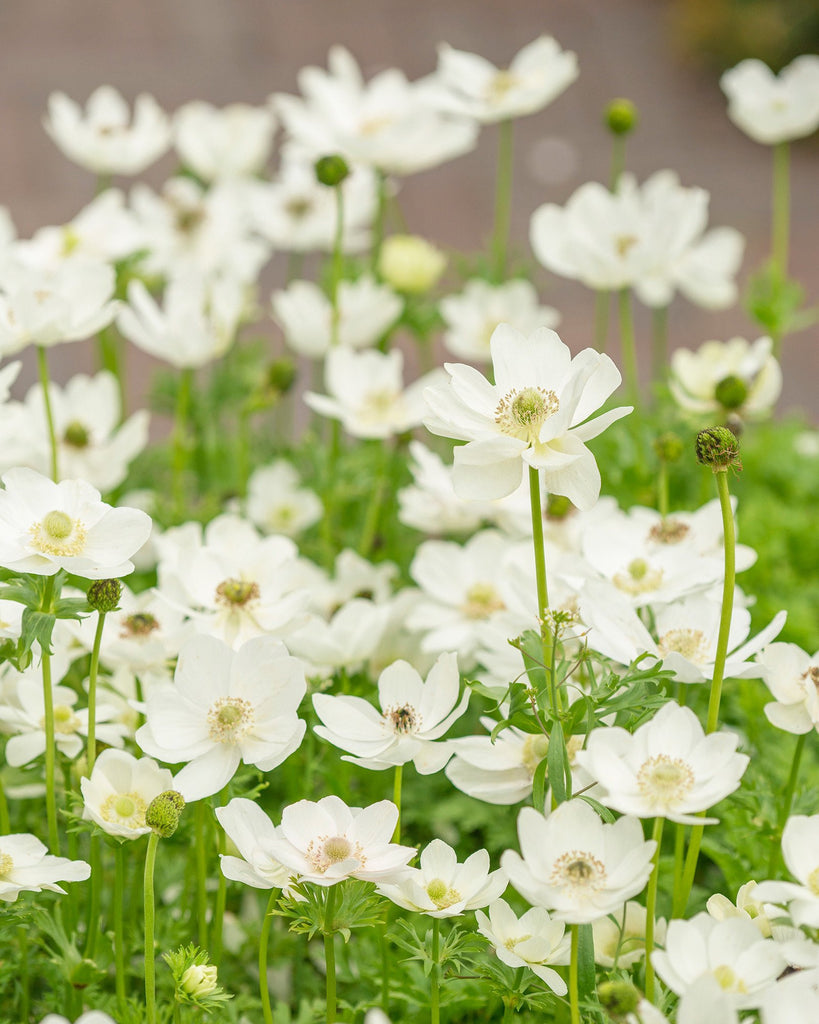 Anemone coronaria 'The Bride' (White) bulbs — Buy online