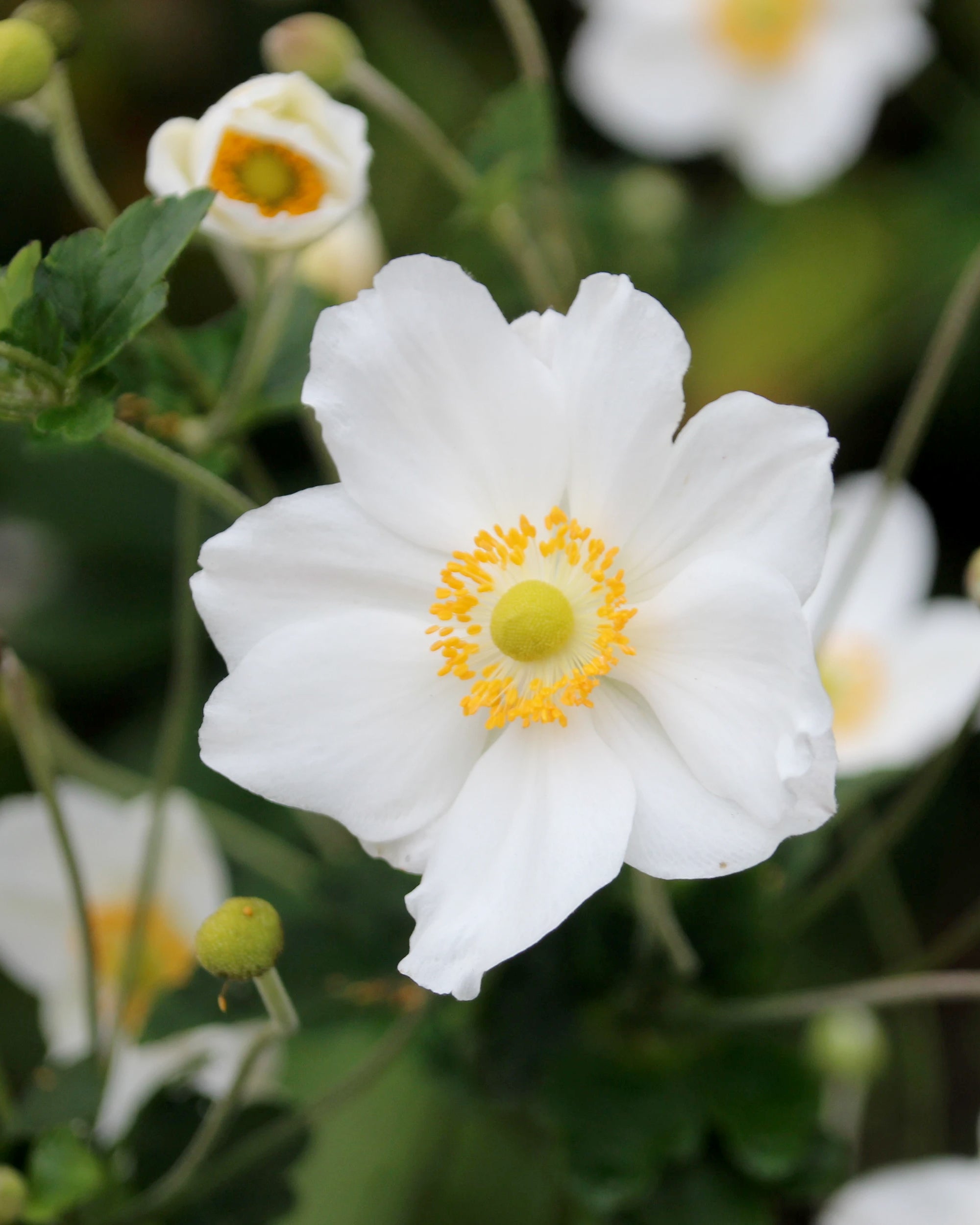 Anemone × hybrida 'Whirlwind' bare roots — Buy white Japanese anemones  online at Farmer Gracy UK