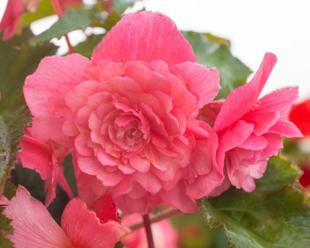 the best trailing begonias for hanging baskets farmer gracy s blog cement pot