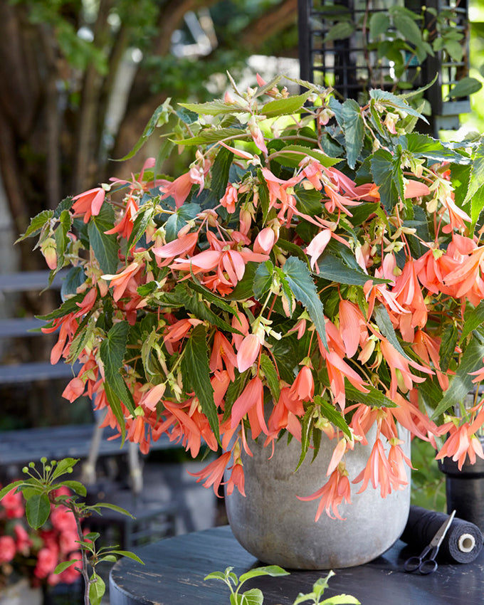 Begonia boliviensis 'San Francisco' tubers — Buy online at Farmer Gracy UK