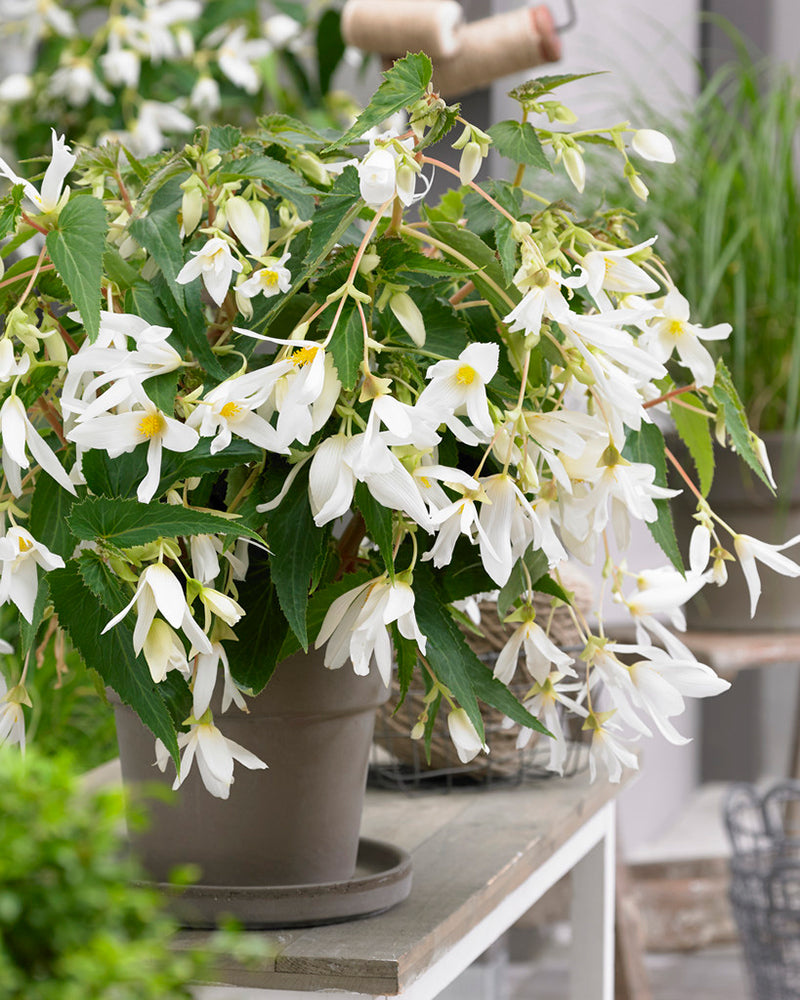 Begonia boliviensis 'Santa Barbara' tubers — Buy online at Farmer Gracy UK