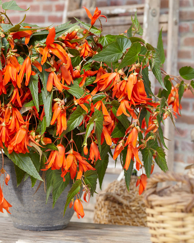 Begonia boliviensis 'Santa Cruz' tubers — Buy online at Farmer Gracy UK