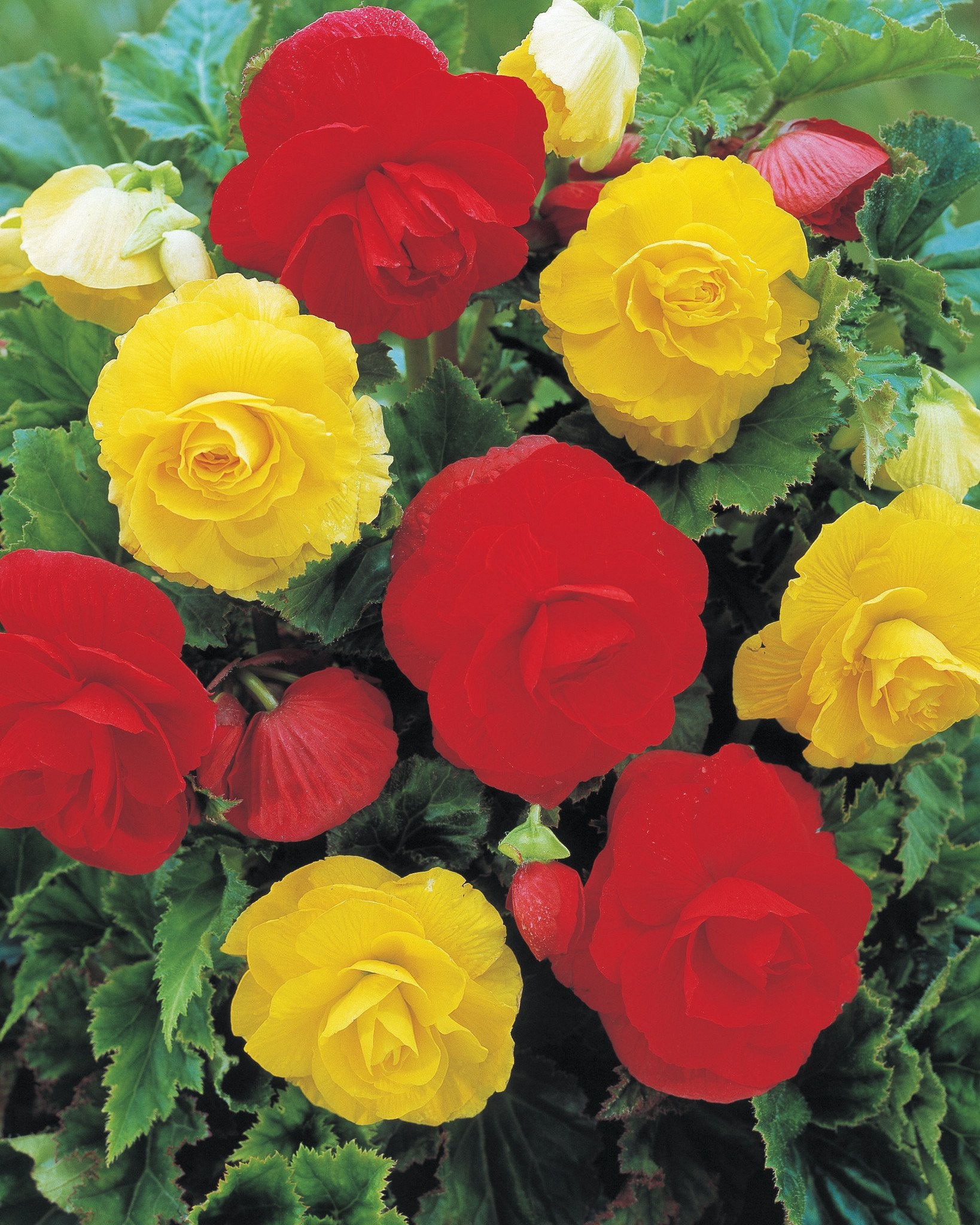 Begonia collection 'Somerset' tubers — Buy online at Farmer Gracy UK