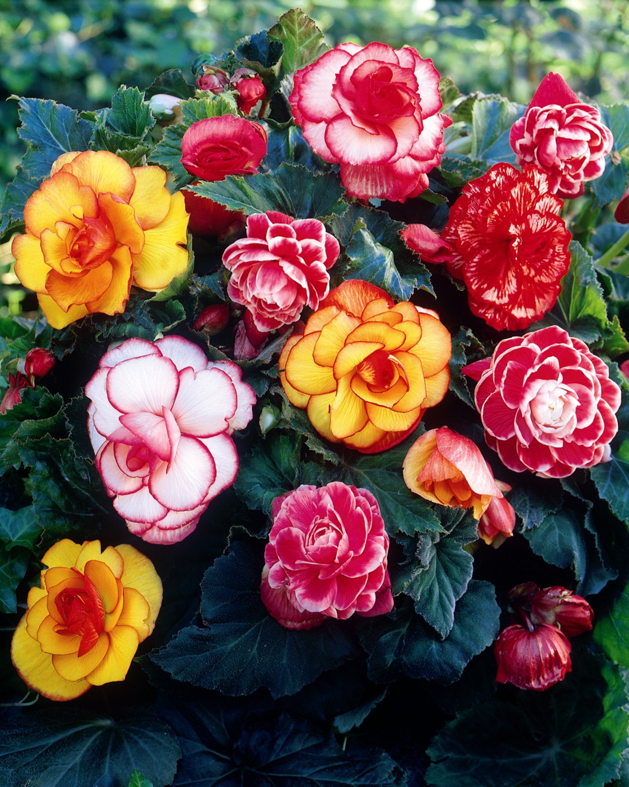 Begonia collection 'Sunny Days' tubers — Buy online at Farmer Gracy UK