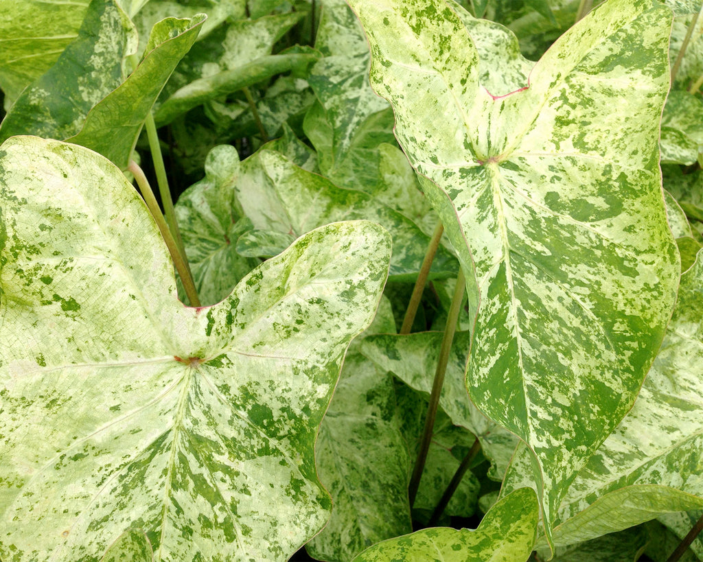 Caladium bulbs