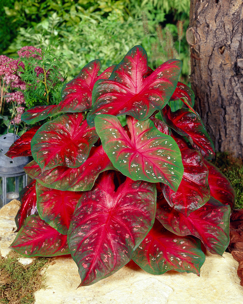 Caladium 'Red Flash' Bulbs - Buy 'Angel Wings' online at Farmer Gracy UK