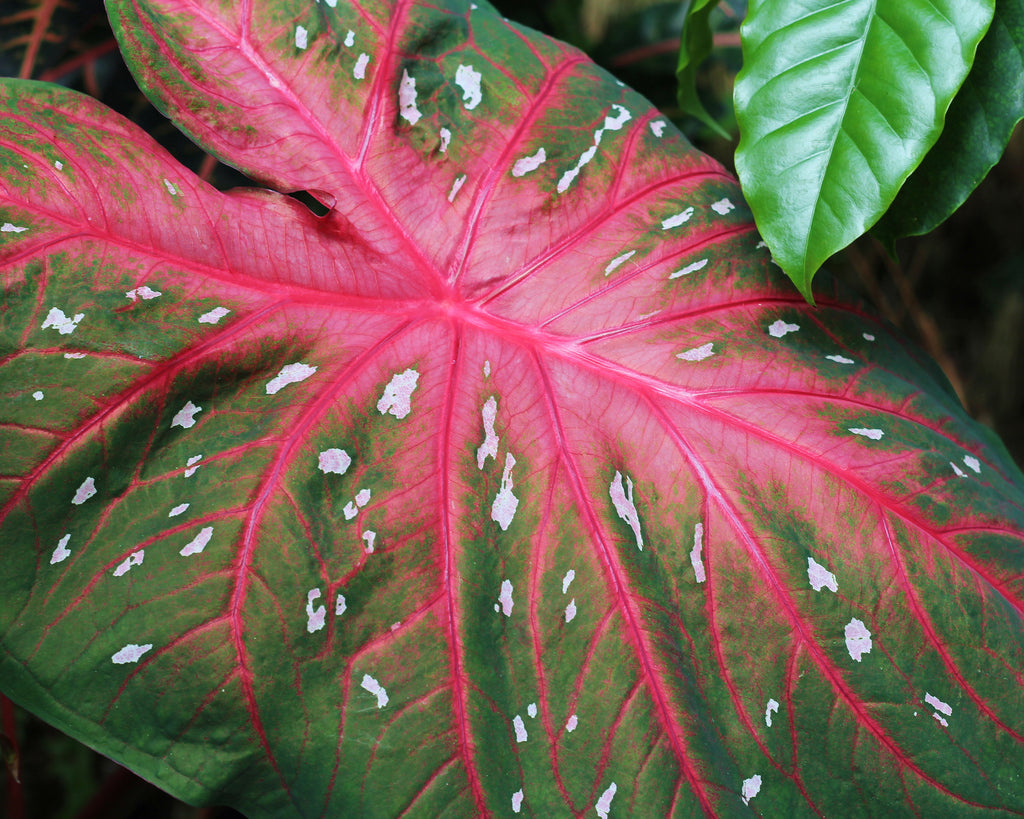 What Are Caladiums