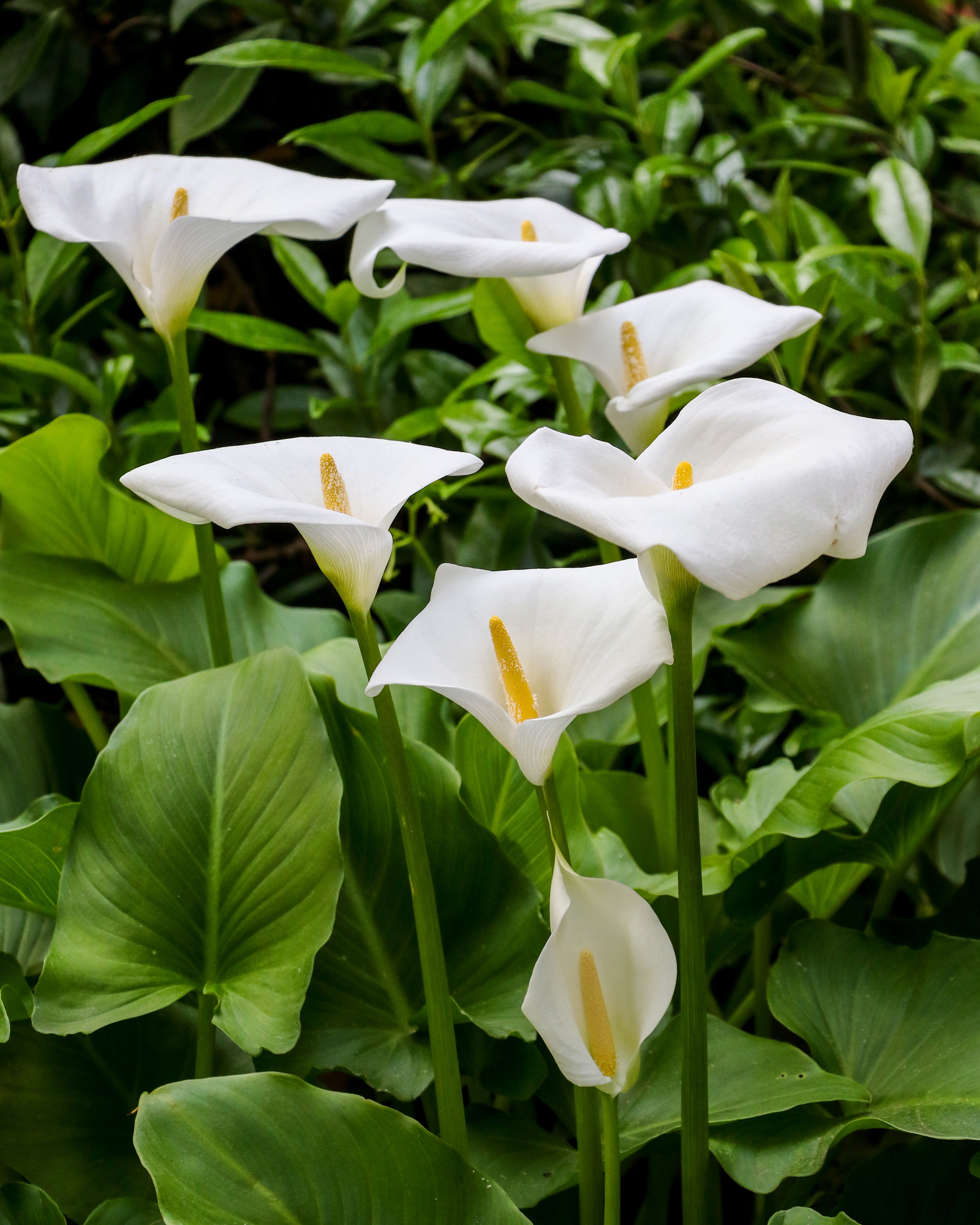 Calla Aethiopica Bulbs Buy Online At Farmer Gracy Uk