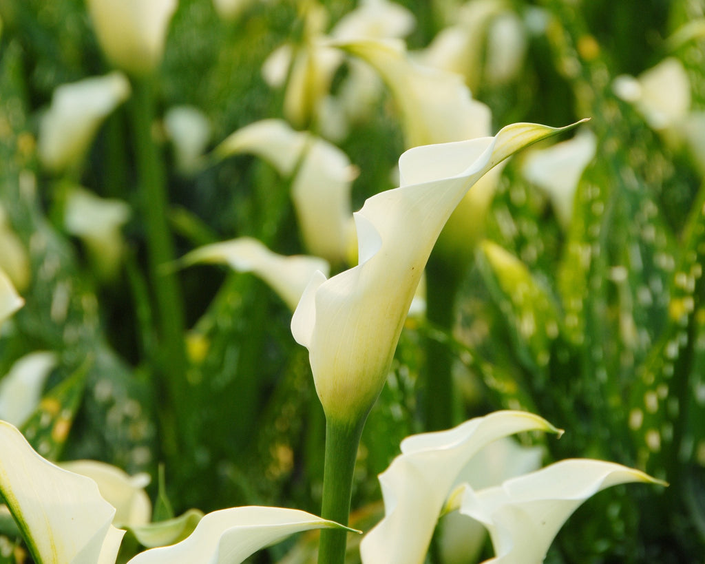 Calla Lily Albomaculata