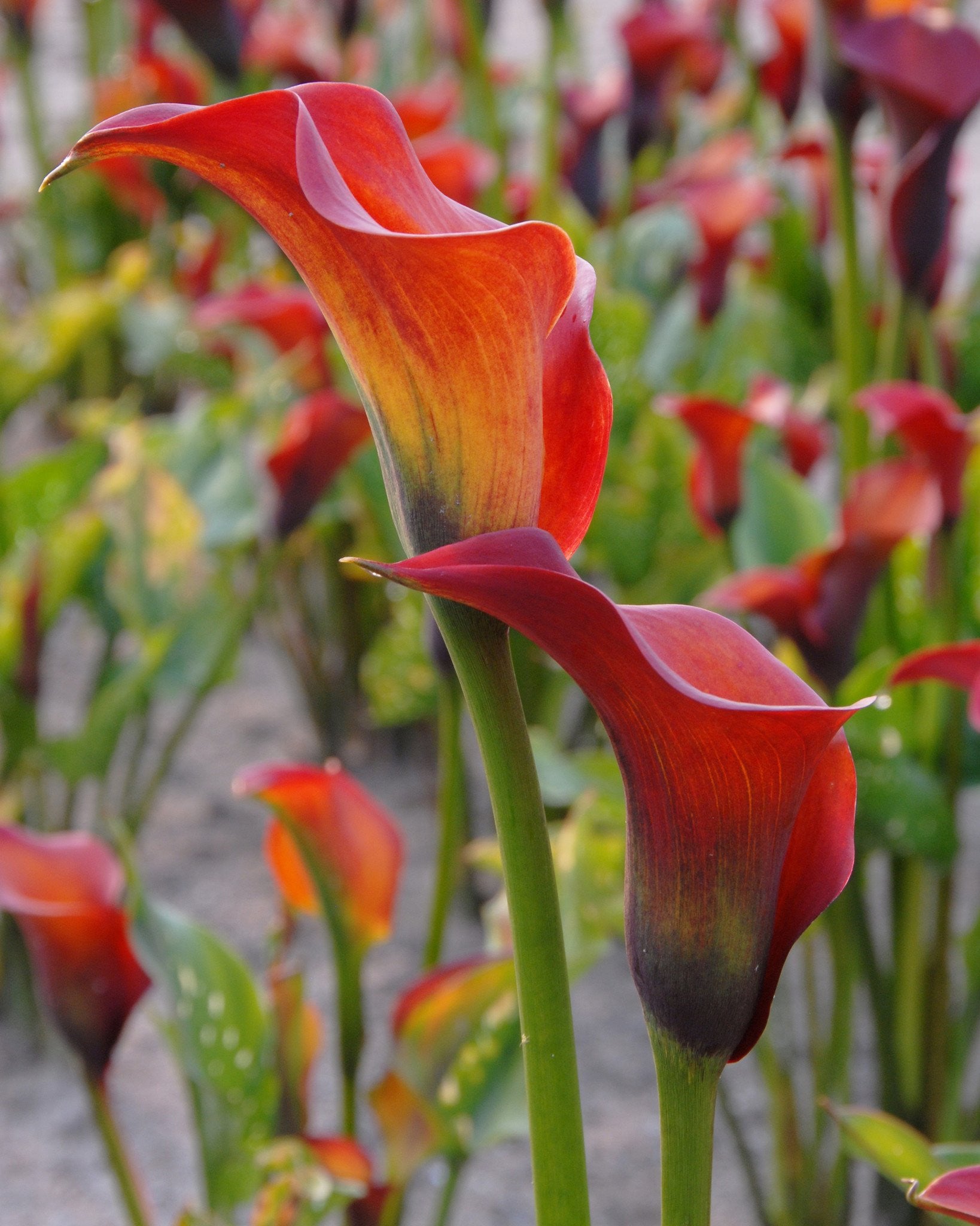 calla captain safari