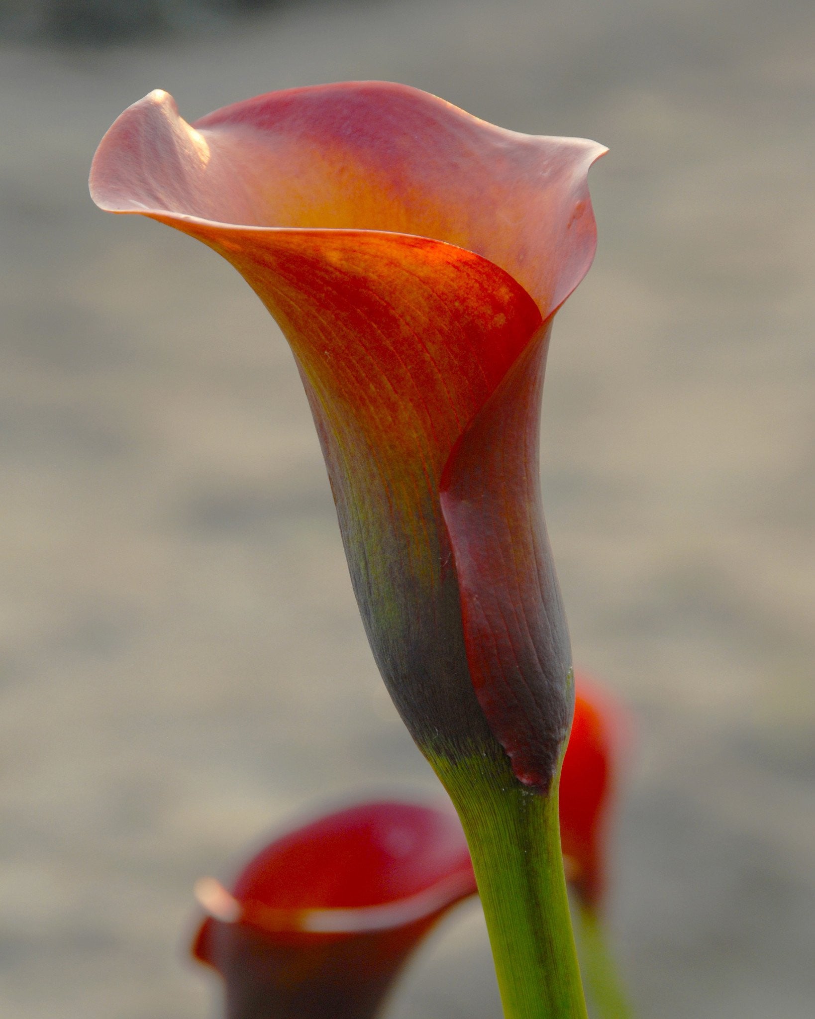 captain safari calla lily