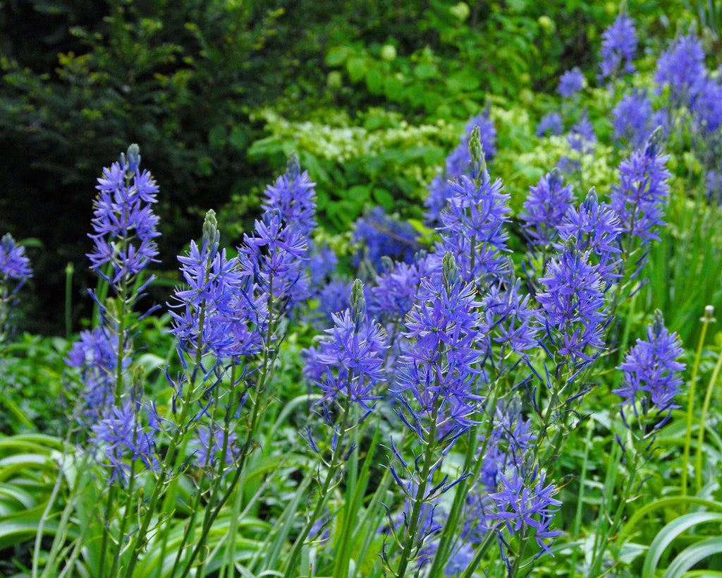 Camassia bulbs for bees