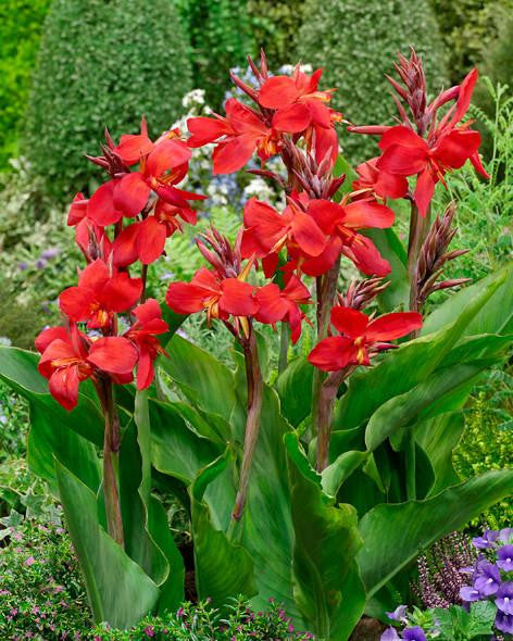 Canna Firebird Rhizomes Buy Online At Farmer Gracy Uk