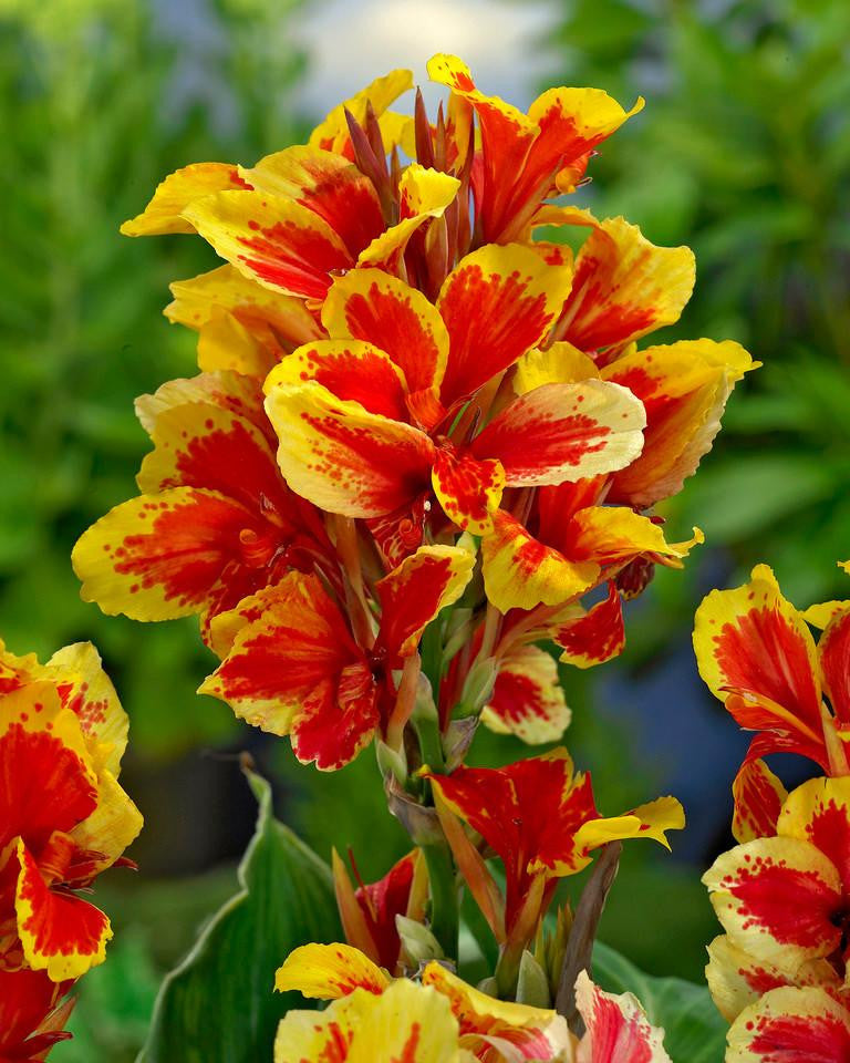 Canna 'Reine Charlotte' rhizomes — Buy online at Farmer Gracy UK