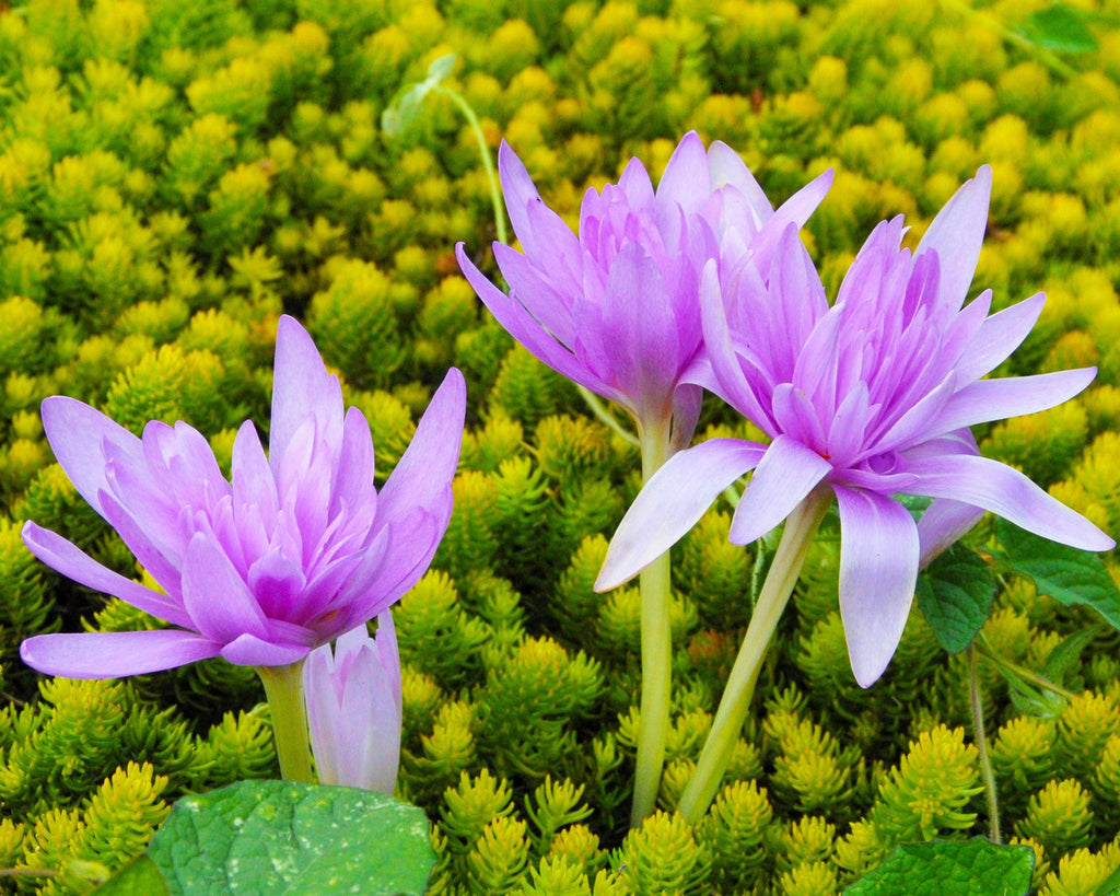 Bee-friendly Colchicums