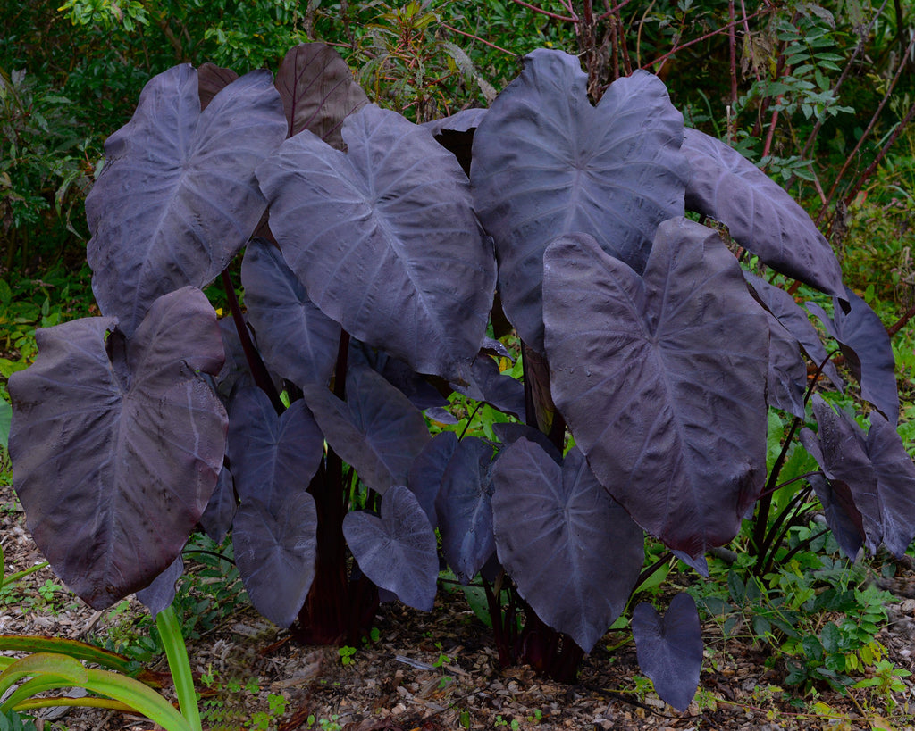 Colocasia bulbs