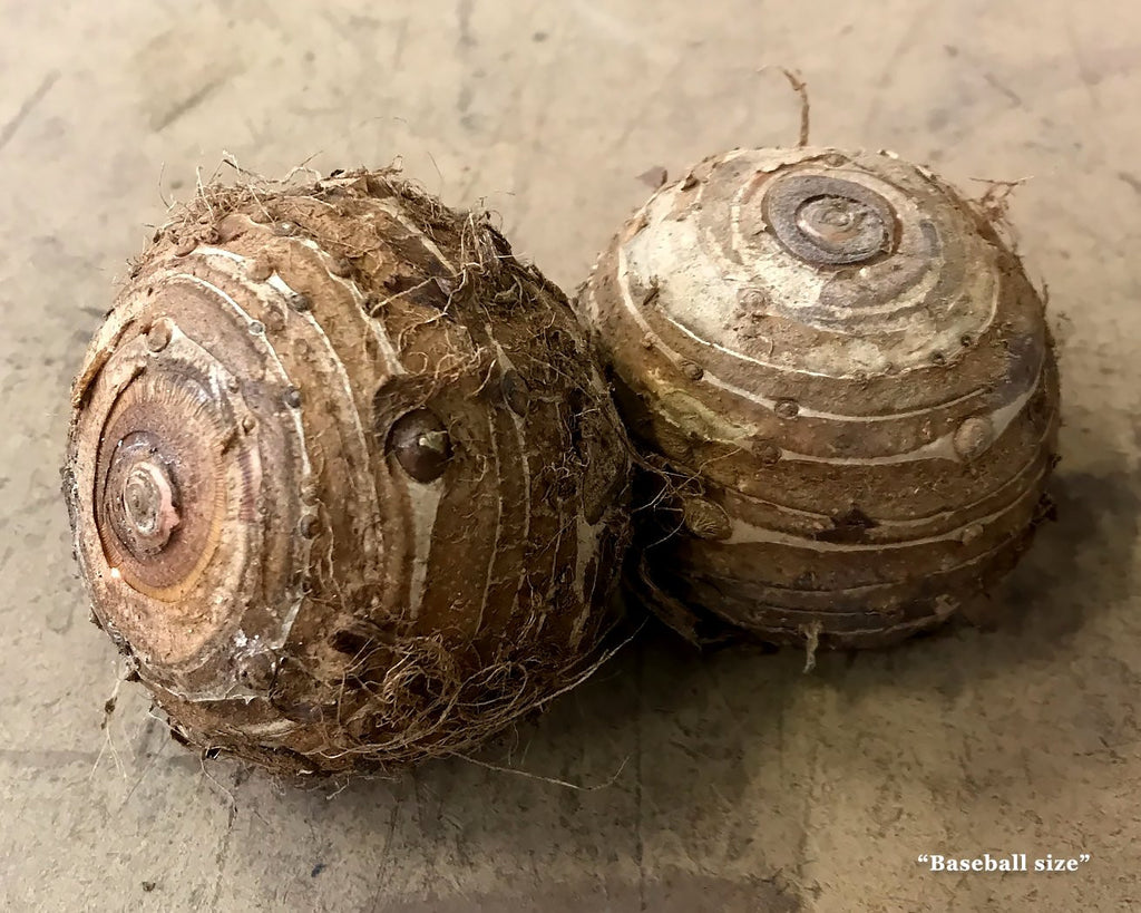 Colocasia bulbs