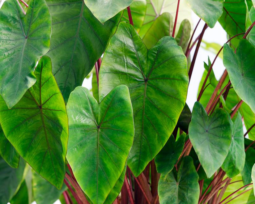 Colocasia bulbs