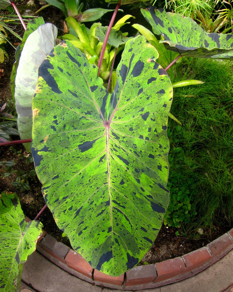 Colocasia esculenta 'Mojito' Bulbs - Buy speckled Elephant Ears online