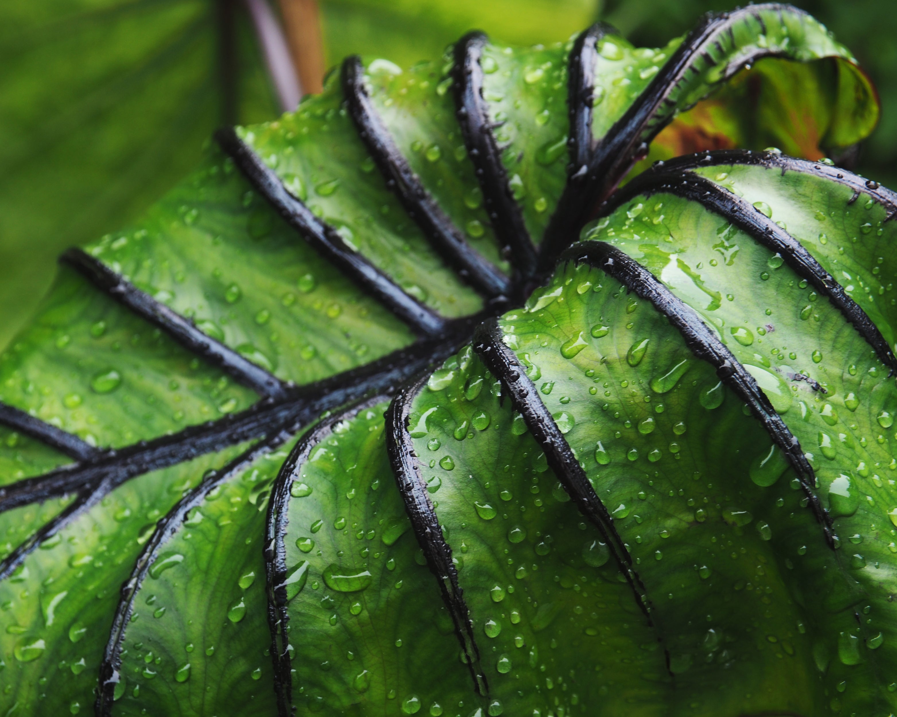 Colocasia 'Pharaoh's Mask' Bulbs — Buy rare elephant ears online at