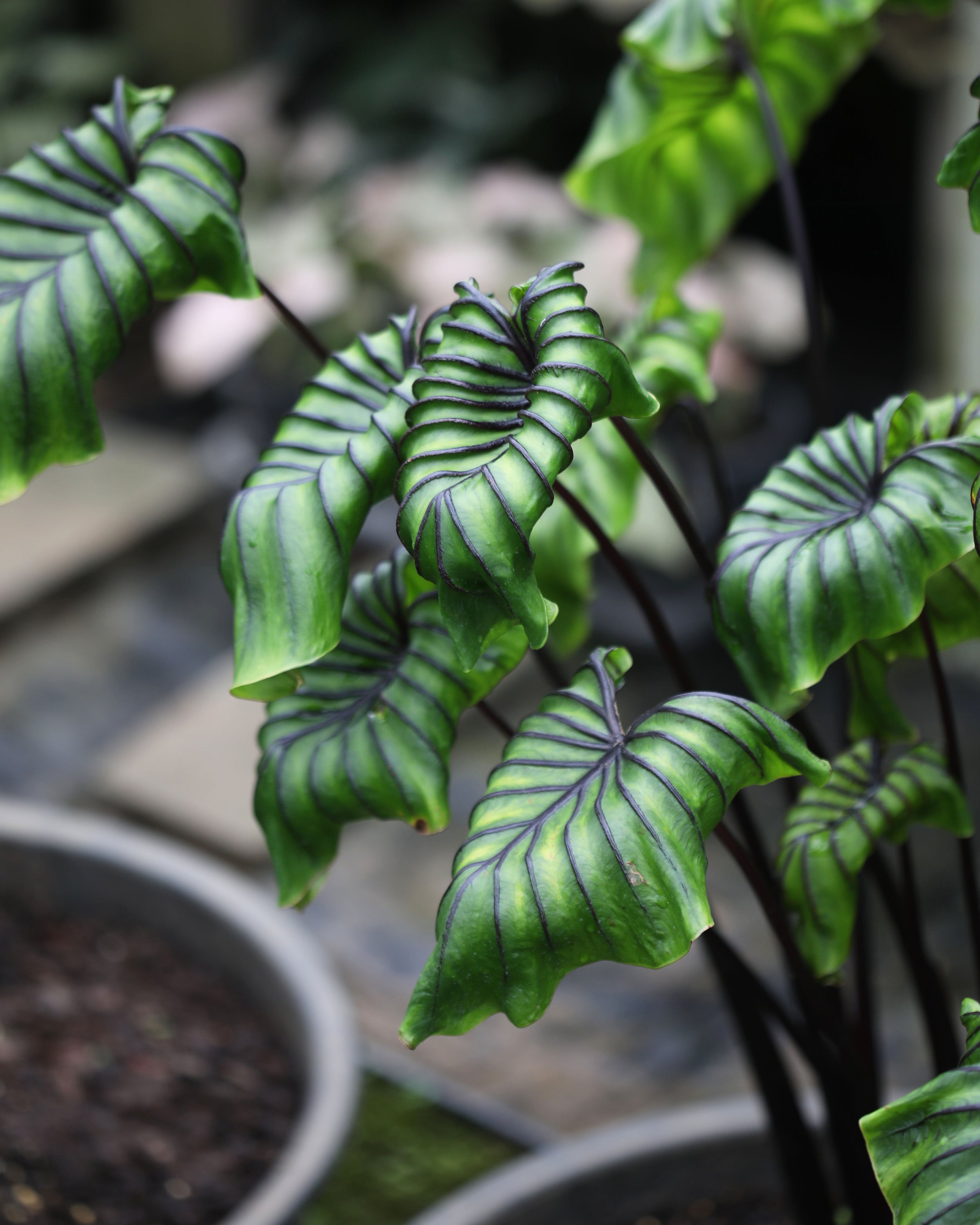 Colocasia 'Pharaoh's Mask' Bulbs — Buy rare elephant ears online at