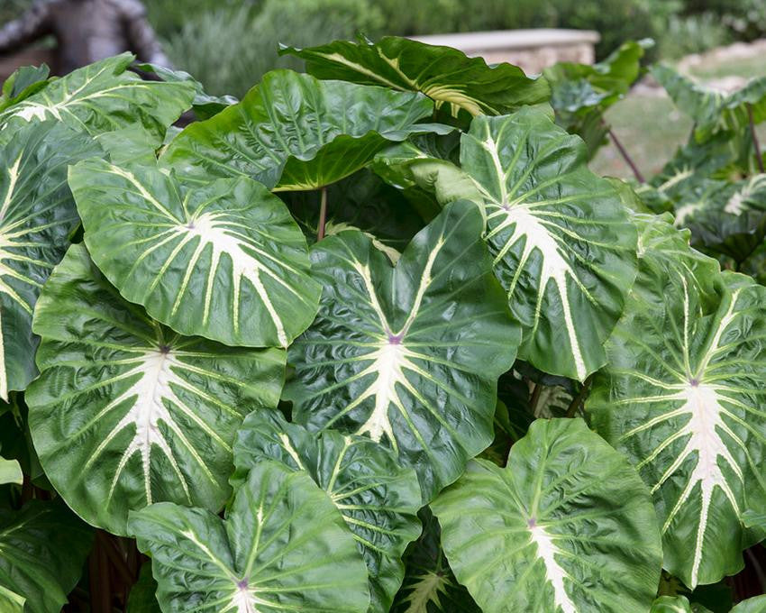 Colocasia bulbs