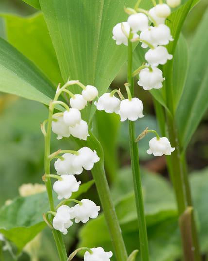 Convallaria majalis (Lily of the Valley) pips - Buy online at Farmer ...